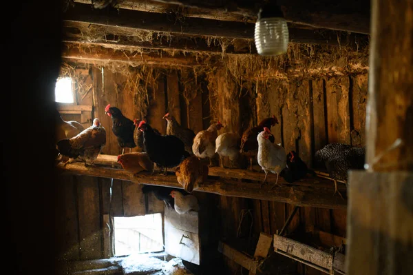 Tyúkól. Farm. A tyúk a keltető a tojást a coop keltetés a tojás — Stock Fotó
