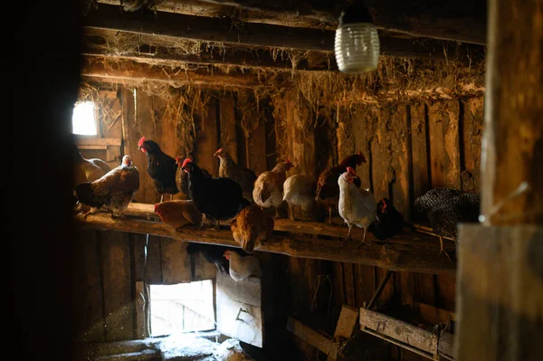 chicken coop. farm. The hen is hatching the egg in the coop hatching the egg