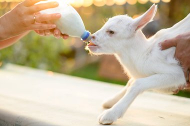 açık havada beslemek için bir veteriner elinde küçük keçi. hayvan bakımı. 