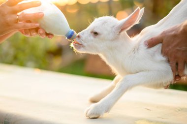 açık havada beslemek için bir veteriner elinde küçük keçi. hayvan bakımı. 