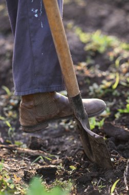 bahçıvan bitkiler sebze. Adam bahçede çiçek dikmek için bir delik yapma.