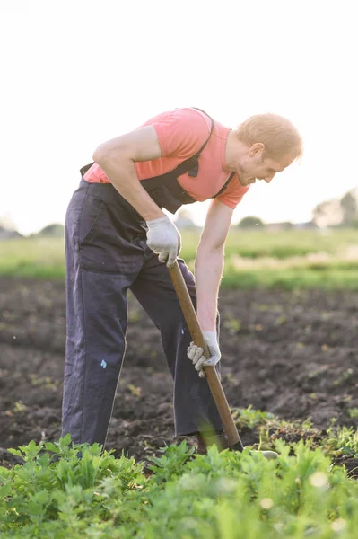 Tuinman planten groenten. Man maakt een gat om bloemen te planten in de tuin. — Stockfoto