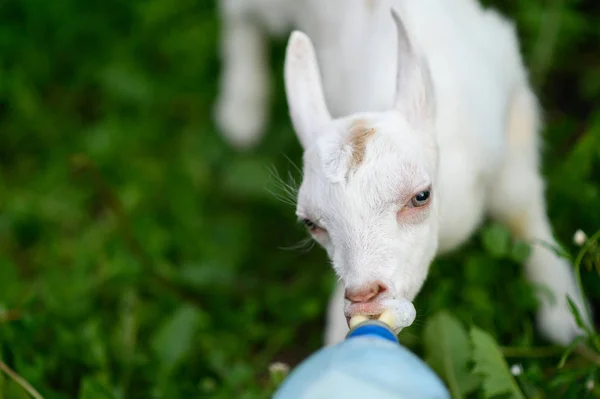 Bebé de cabra bebiendo leche embotellada en una granja infantil — Foto de Stock