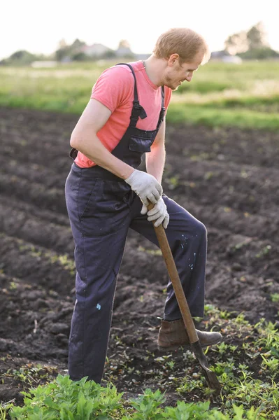 gardener plants vegetables.Man making a hole to plant flowers in the garden.