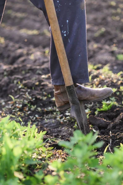 stock image gardener plants vegetables.Man making a hole to plant flowers in the garden.