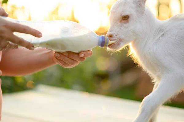 Pequeña cabra en las manos de un veterinario para alimentar en el exterior. cuidado de animales . — Foto de Stock