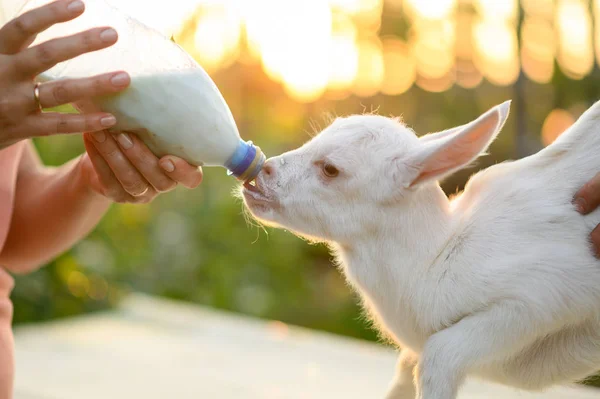 Pequeña cabra en las manos de un veterinario para alimentar en el exterior. cuidado de animales . — Foto de Stock