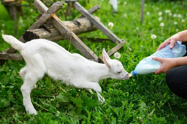 Bebé de cabra bebiendo leche embotellada en una granja infantil — Foto de Stock