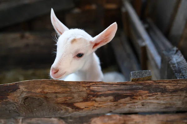 Una cabra blanca. Hermoso lindo bebé cabra niño — Foto de Stock