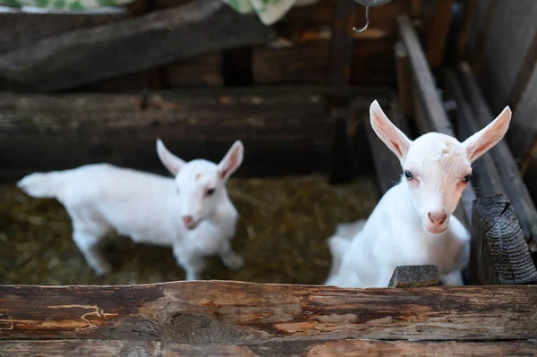 Beyaz bir keçi. Güzel sevimli bebek keçi çocuk