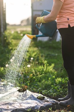 Gün batımı yakın gece bir sebze bahçesi sulama adam çiftçi