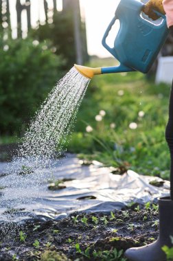 Gün batımı yakın gece bir sebze bahçesi sulama adam çiftçi