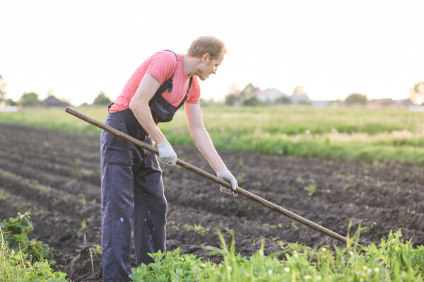 Male farmer  with a hoe weeding in the field on sunset