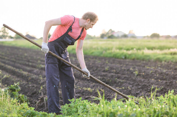 Male farmer  with a hoe weeding in the field on sunset