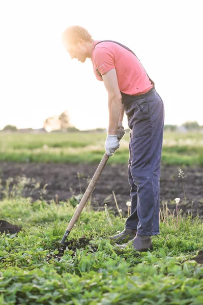 Maschio contadino con una zappa erbaccia nel campo al tramonto — Foto Stock