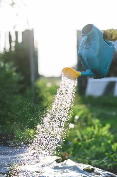 Man Farmer water een moestuin in de avond bij zonsondergang close-up — Stockfoto