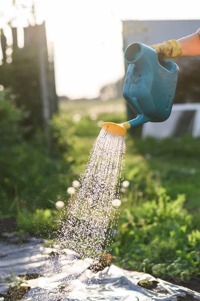 Man Farmer water een moestuin in de avond bij zonsondergang close-up — Stockfoto