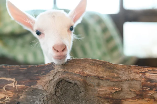 Pequeñas cabras blancas de pie en un refugio de madera y mirando a la cámara . — Foto de Stock