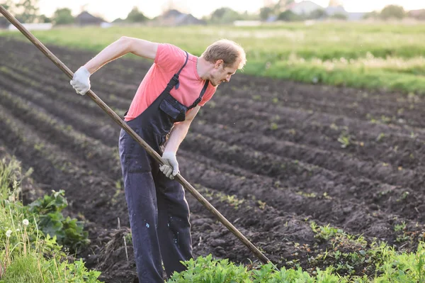 Male farmer  with a hoe weeding in the field on sunset Royalty Free Stock Images