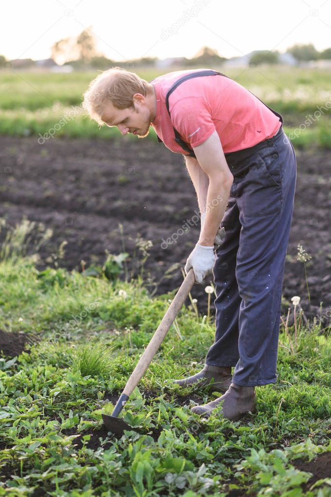 Male farmer  with a hoe weeding in the field on sunset