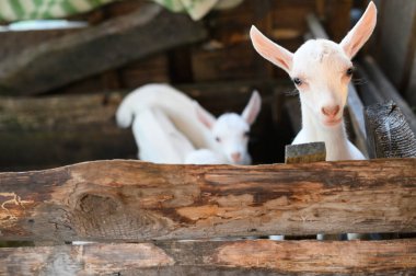 ahşap barınakta duran ve kameraya bakan küçük beyaz keçi. 