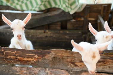 ahşap barınakta duran ve kameraya bakan küçük beyaz keçi. 
