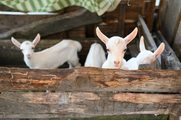 Pequeñas cabras blancas de pie en un refugio de madera y mirando a la cámara . — Foto de Stock