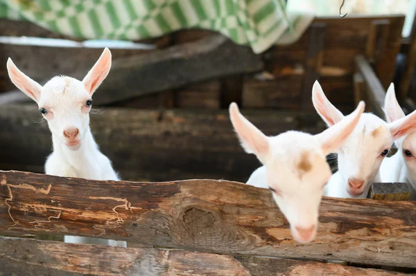 Pequeñas cabras blancas de pie en un refugio de madera y mirando a la cámara . — Foto de Stock
