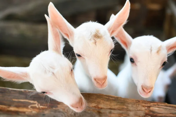 Pequeñas cabras blancas de pie en un refugio de madera y mirando a la cámara . — Foto de Stock