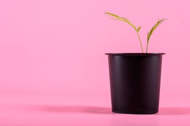 pembe arka plan üzerinde bir tencerede filiz