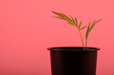 pembe arka plan üzerinde bir tencerede filiz