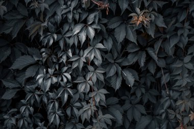 Yeşil yaprakları yapılmış yaratıcı düzeni. Düz yatıyordu. Doğa kavramı