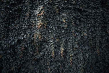 Yeşil yaprakları yapılmış yaratıcı düzeni. Düz yatıyordu. Doğa kavramı