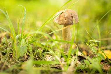 Otların içinde orman mantarı. Mantar topluyorlar. Orman mantarı fotoğraf