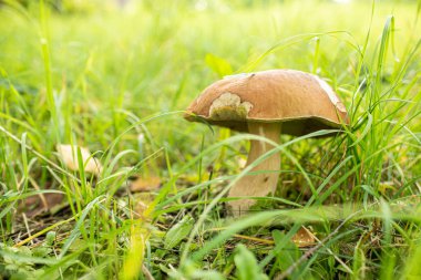 Otların içinde orman mantarı. Mantar topluyorlar. Orman mantarı fotoğraf