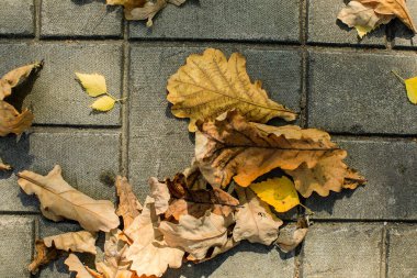 Sonbahar meşe yaprakları. Sonbahar ormanı arka planı. Seçici odaklama