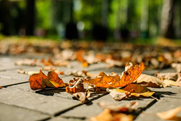 stock image Autumn oak leaves. Autumn forest background. Selective focus