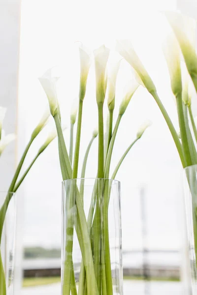 Linda flor de lírio branco Calla. decoração do casamento — Fotografia de Stock