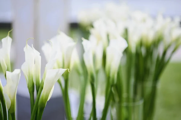 美丽的白色卡拉百合花。婚礼装饰 — 图库照片