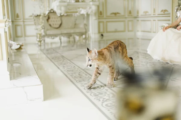 Puma en un interior lujoso. Puma - un depredador del género Puma feline family — Foto de Stock
