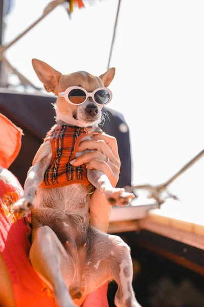 Perro pequeño con gafas de sol. perro divertido —  Fotos de Stock