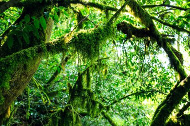 Rus ormanında liken ve yosun ile eski ağaçlar