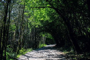 ormanda güzel sonbahar yol. 