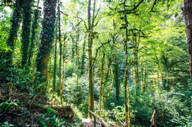 Büyülü Derin sisli Sonbahar Ormanı. Park. Güzel Sahne Misty Eski Orman
