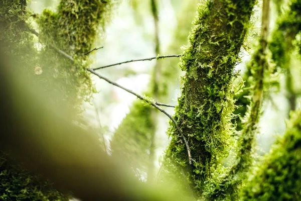 Tiszafa faültetvény a kaukázusi természetvédelmi rezervátum erdőben — Stock Fotó