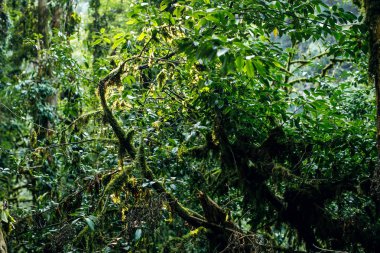Yosunormanı, Cameron dağlık Malezya. Dallanma sonbahar ağacı dalı