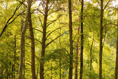 Sonbahar ormanında güzel güneşli bir gün, sarı portakal ağaçları. Sonbaharın gerçek manzarası 