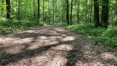 Güzel bir yaz parkı. Kamera yukarı bakar ve ağaçların altında yavaşça hareket eder. Ağaç dalları ve yapraklar. 