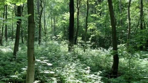 El sol arroja sus hermosos rayos en el bosque verde fresco — Vídeo de stock