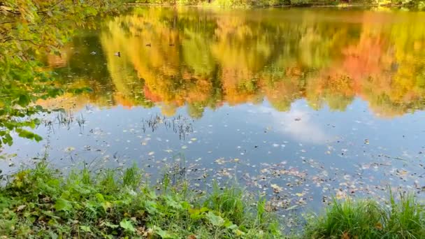 Sonbahar ormanını yansıtan bir göl. Sonbahar yaprak döken orman, sarı, güzel havada portakal yaprakları. — Stok video